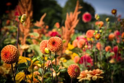 Jardín con diversidad floral