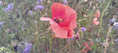 Una amapola destaca en un campo de flores lila El orgullo LGTBIQA+. Manifestación o desfile Enlaza Consultoría de Género y Diversidad