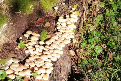 Grupo de setas en el tronco de un árbol caído